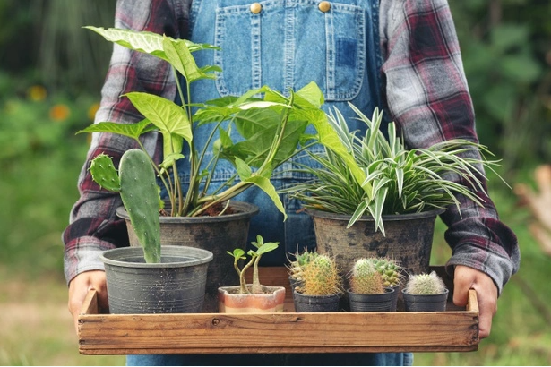 Houseplants to Decorate and Brighten Up Any Living Space