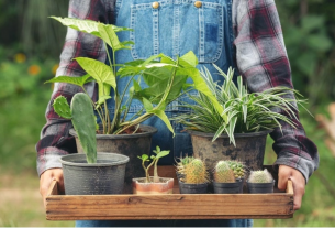 Houseplants to Decorate and Brighten Up Any Living Space