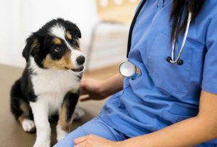 Lymphoma Risks in Border Collies: What Drugs are Safe and Appropriate? Lymphoma Risks in Border Collies: What Drugs are Safe and Appropriate?