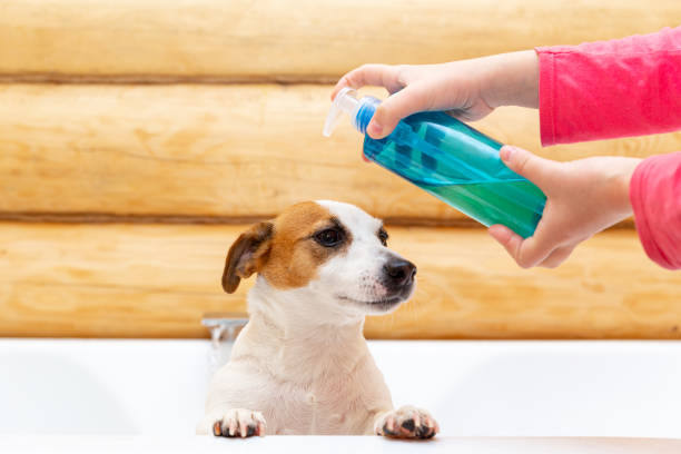 How to Keep Your Dog Clean Without a Bath: Best No-Rinse Solutions How to Keep Your Dog Clean Without a Bath: Best No-Rinse Solutions