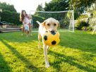Fun Dog-Friendly Summer Activities Fun Dog-Friendly Summer Activities