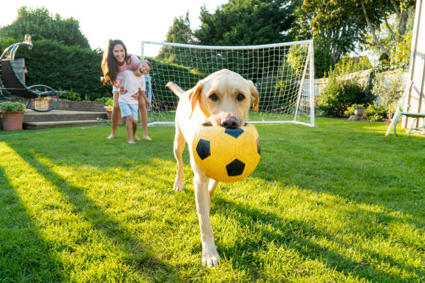 Fun Dog-Friendly Summer Activities Fun Dog-Friendly Summer Activities