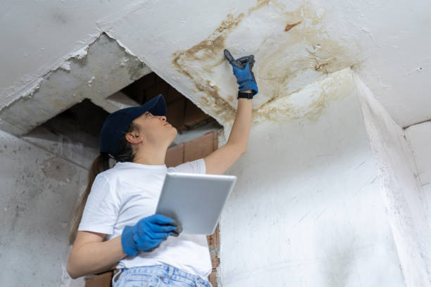 Understanding Mold Inspection: Why It Matters and What to Expect Understanding Mold Inspection: Why It Matters and What to Expect