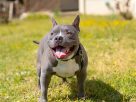 Why Some XL Pitbulls Grow Much Larger Than Others Why Some XL Pitbulls Grow Much Larger Than Others