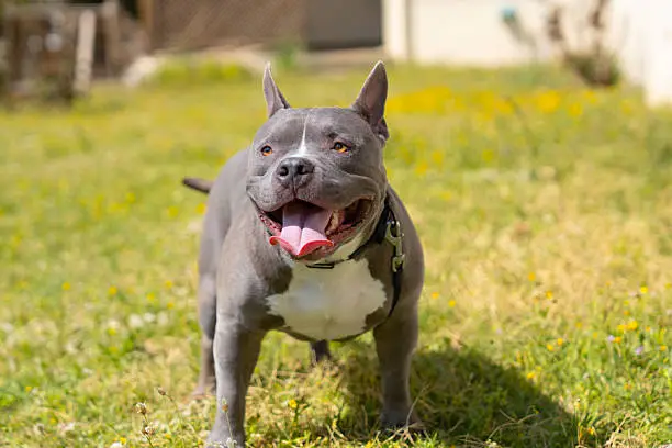 Why Some XL Pitbulls Grow Much Larger Than Others Why Some XL Pitbulls Grow Much Larger Than Others