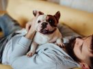 What Makes French Bulldogs So Popular—and What You Should Know Before Getting One What Makes French Bulldogs So Popular—and What You Should Know Before Getting One