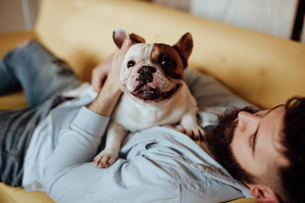 What Makes French Bulldogs So Popular—and What You Should Know Before Getting One What Makes French Bulldogs So Popular—and What You Should Know Before Getting One
