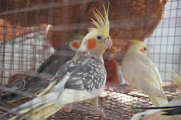 How to Create a Healthier Home for Birds, Reptiles and Other Exotic Pets How to Create a Healthier Home for Birds, Reptiles and Other Exotic Pets